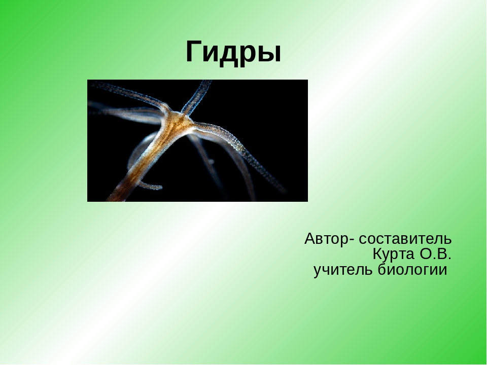 Магазин наркоты
