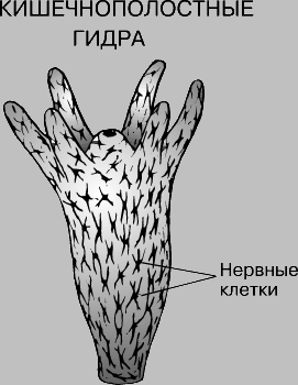 Кракен маркетплейс почему не закроют